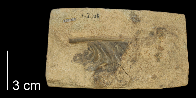 Syntype of <i>Inoceramus pennatus</i> from the Niobrara Formation of Gove County, Kansas (KUMIP 137918)