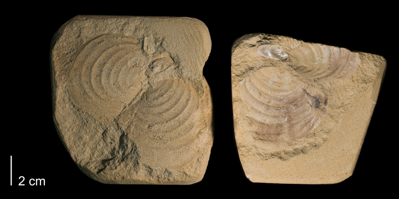 <i>Inoceramus perplexus</i> from the Niobrara Formation (Smoky Hill member) (state unknown) (FHSMIP 659).