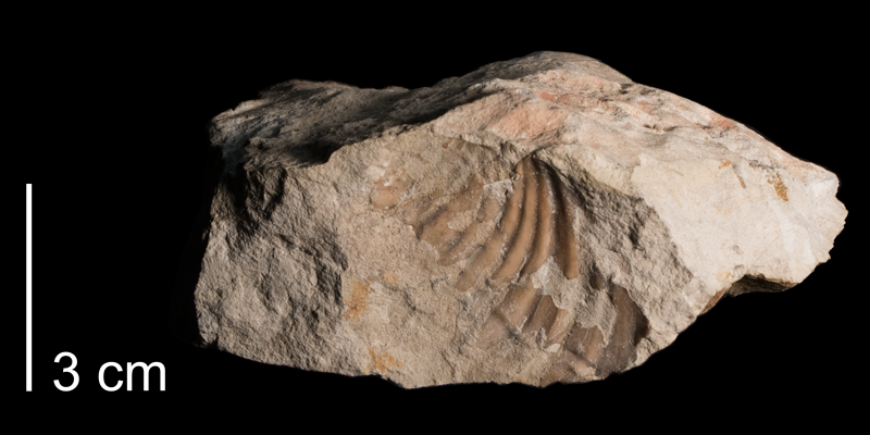 <i>Inoceramus perplexus</i> from the Niobrara Formation (Fort Hays Member) of Paso County, Colorado (FHSMIP 1761).
