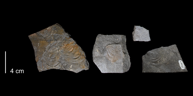 <i>Inoceramus pictus</i> from the Greenhorn Formation (Hartland Member) of Russell County, Kansas (FHSMIP1743).