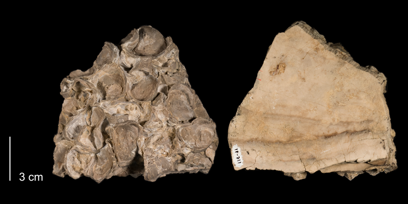 <i>Inoceramus pictus</i> from the Niobrara Formation (Smoky Hill Member) of Trego County, Kansas (FHSMIP 711).