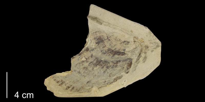 <i>Inoceramus platinus</i> from the Niobrara Formation of Gove County, Kansas (KUMIP 137945).