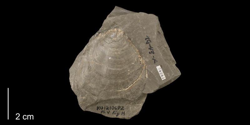 <i>Inoceramus rutherfordi</i> from the Graneros Shale Formation of Ellsworth County, Kansas (KUMIP 76263).