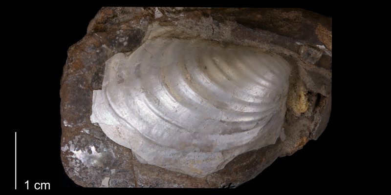 <i>Inoceramus sagensis</i> from the Pierre Shale of South Dakota (YPM 31434).