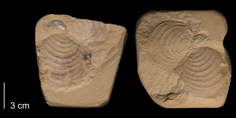 <i>Inoceramus simpsoni</i> from the Niobrara Formation (Smoky Hill Member) of Gove County, Kansas (FHSMIP 659).