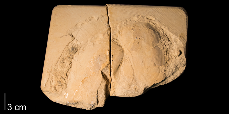 <i>Inoceramus simpsoni</i> from the Niobrara Formation (Smoky Hill Member) of Gove County, Kansas (FHSMIP 660).