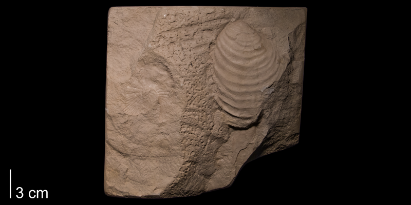 <i>Inoceramus simpsoni</i> from the Niobrara Formation (Smoky Hill Member) of Rooks County, Kansas (FHSMIP 983).