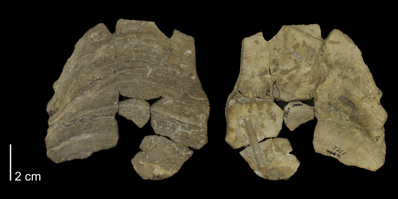 Holotype of <i>Inoceramus truncatus</i> from the Niobrara Formation of Ellis County, Kansas (KUMIP 137919).