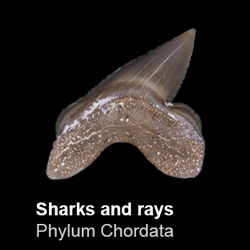 Chondrichthyes