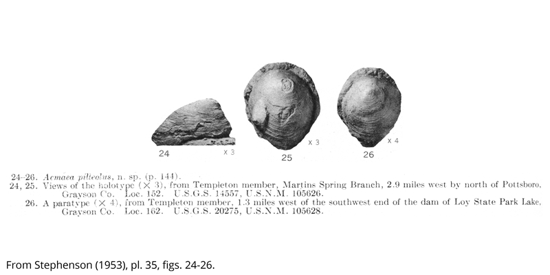 Holotype (USNM 105626) and paratype (USNM 105628) of <i>Acmaea pilleolus</i> from the Cenomanian Woodbine Formation (Templeton Member) of Grayson County, Texas. Image is from Stephenson (1953, pl. 35, figs. 24-26).