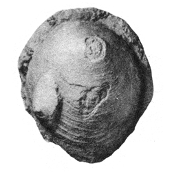 Acmaea pilleolus