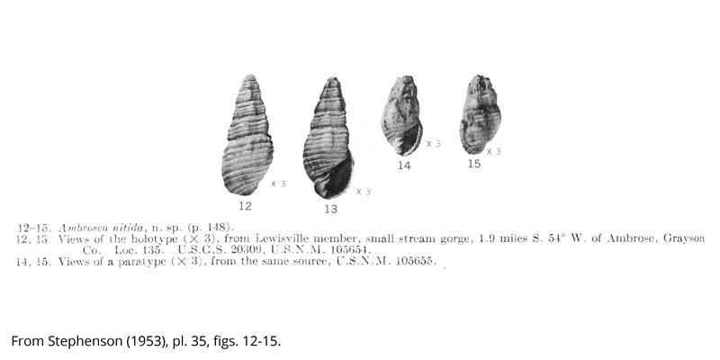 Holotype (USNM 105654) and paratype (USNM 105655) of <i>Ambrosea nitida</i> from the Cenomanian Woodbine Formation (Lewisville Member) of Grayson County, Texas. Image from Stephenson (1953, pl. 35, figs. 12-15).