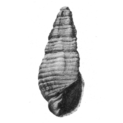 Ambrosea nitida