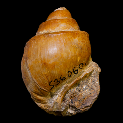 Caenogastropoda [Unassigned]