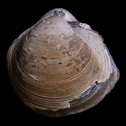 Clisocolus moreauensis