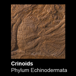 Crinoidea