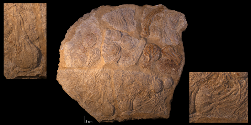 <i>Uintacrinus socialis</i> from the Cretaceous Niobrara Fm. of Kansas (YPM 236986).