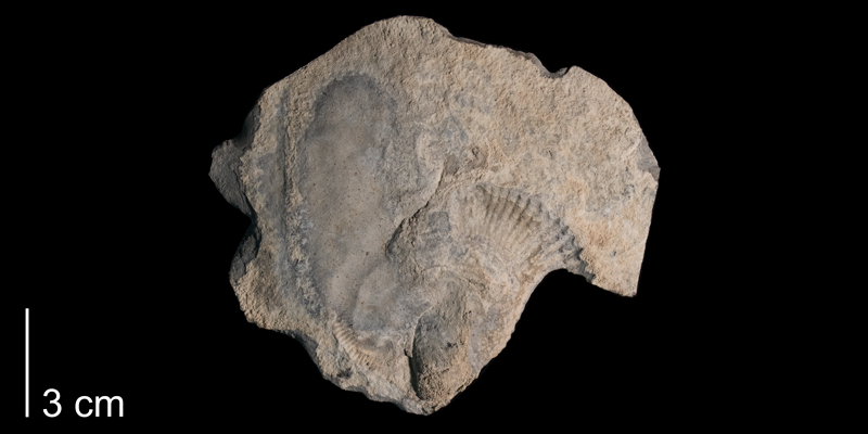 <i> Allocrioceras pariense </i> from the Late Cretaceous Greenhorn Fm. of Sweetwater County, Wyoming (FHSM 1560).