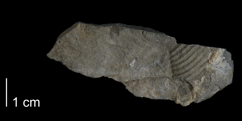 <i> Allocrioceras pariense </i> from the Late Cretaceous Greenhorn Fm. of Eagle County, Colorado (FHSM 1668).