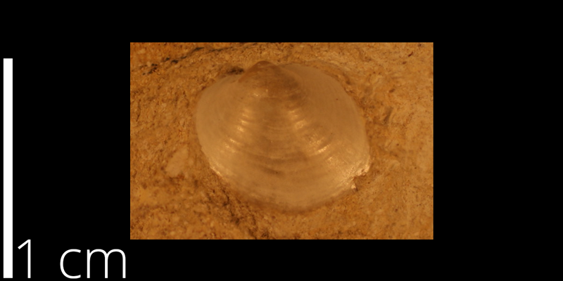 <i> Anomia cobbani </i> from the Turonian Greenhorn Limestone Fm. of Washington County, Kansas (KUMIP 230016).