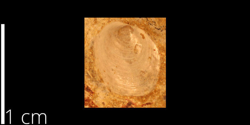 <i> Anomia pfeiferensis </i> from the Turonian Greenhorn Limestone Fm. of Mitchell County, Kansas (KUMIP 262590).