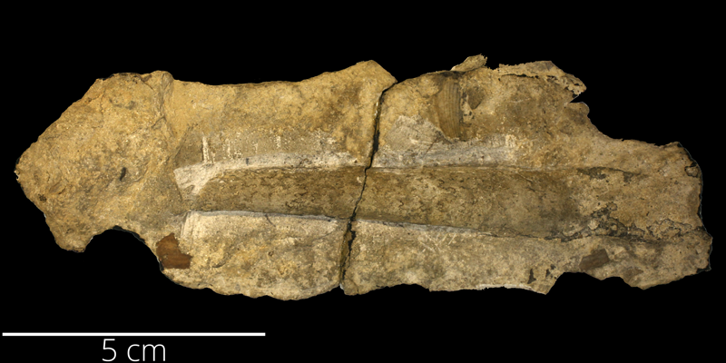 <i> Baculites calamus </i> from the Cenomanian to Turonian Greenhorn Limestone Fm. of Hamilton County, Kansas (KUMIP 286271).