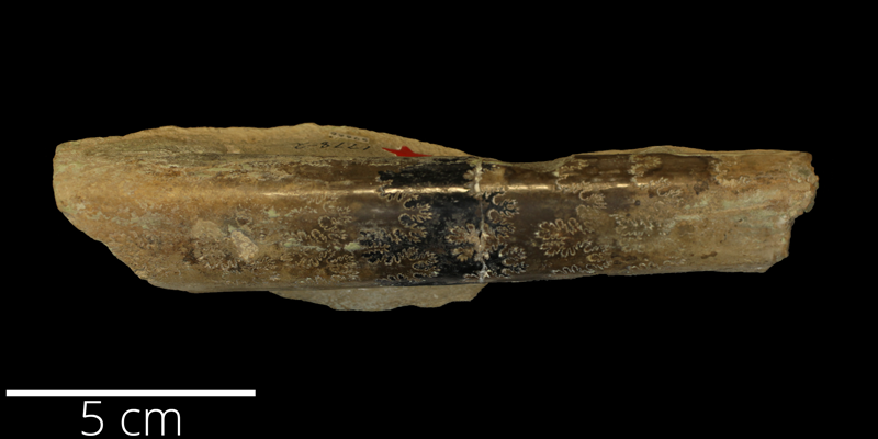 <i> Baculites clinolobatus </i> from the Maastrichtian Pierre Shale Fm. of Yuma County, Colorado (KUMIP 59666).