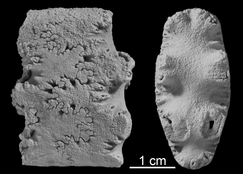 <i> Baculites compressus </i> from the Campanian Pierre Shale Fm. of Custer County, South Dakota (AMNH 58558).