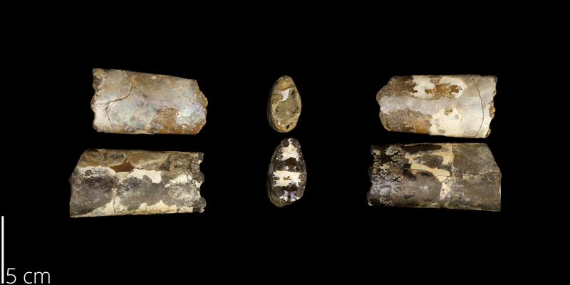 <i> Baculites compressus </i> from the Late Cretaceous Pierre Shale Fm. of South Dakota (UNM 9204).