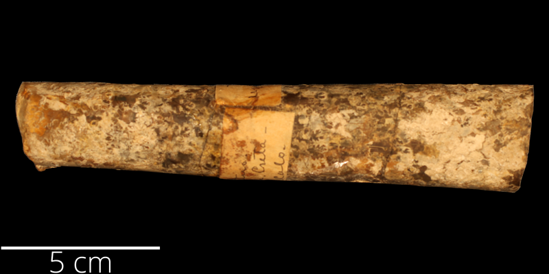 <i> Baculites ovatus </i> from the Late Cretaceous Pierre Shale Fm. of Boulder County, Colorado (KUMIP 50685).