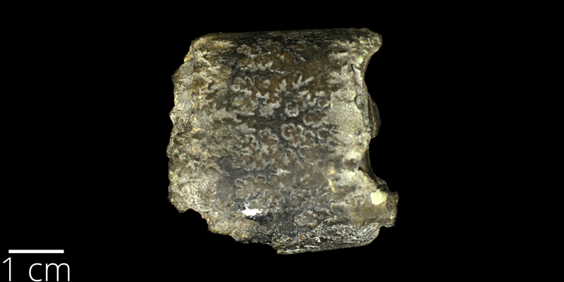 <i> Baculites pseudovatus </i> from the Campanian Pierre Shale Fm. of Wallace County, Kansas (KUMIP 59702).