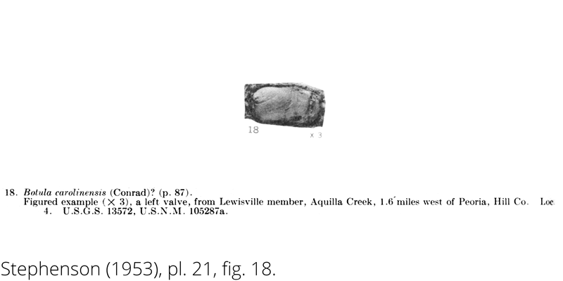 <i> Botula carolinensis </i> from the Cenomanian Woodbine Fm. of Texas (Stephenson 1953).