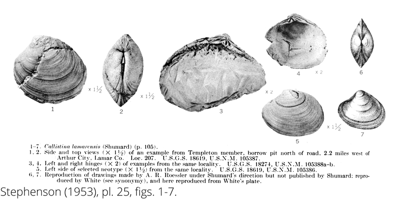 <i> Callistina lamarensis </i> from the Cenomanian Woodbine Fm. of Texas (Stephenson 1953).