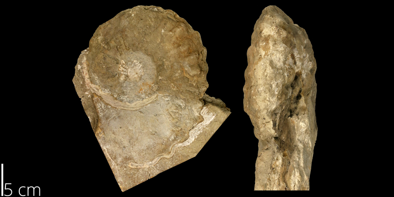 <i> Calycoceras canitaurinum </i> from the Cenomanian Greenhorn Limestone Fm. of Ellsworth County, Kansas (KUMIP 82104).