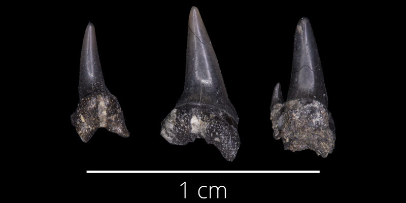 <i> Carcharias amonensis </i> from the Late Cretaceous Kiowa Fm. of McPherson County, Kansas (FHSMVP 13517).