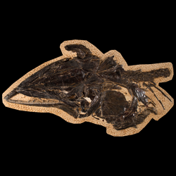 Cimolichthys