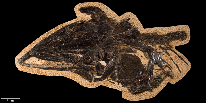 <i> Cimolichthys nepaholica </i> from the Santonian (FHSMVP 332).