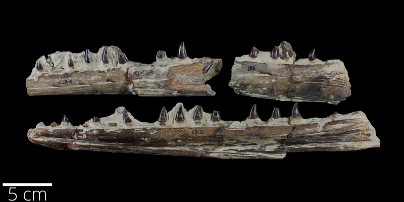 <i> Clidastes propython </i> from the Late Cretaceous Niobrara Fm. of Logan County, Kansas (YPM VP 001318).