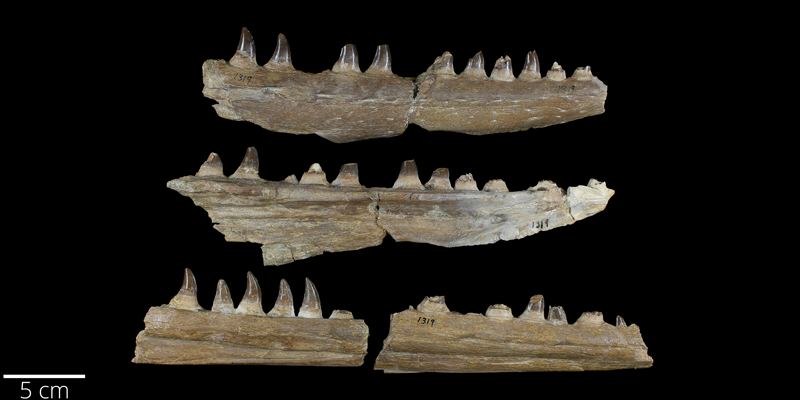 <i> Clidastes propython </i> from the Late Cretaceous Niobrara Fm. of Wallace County, Kansas (YPM VP 001319).