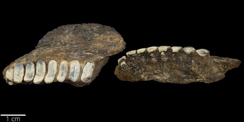 <i> Coelodus stantoni </i> from the Late Cretaceous Kiowa Fm. of Kiowa County, Kansas (FHSMVP 7280).