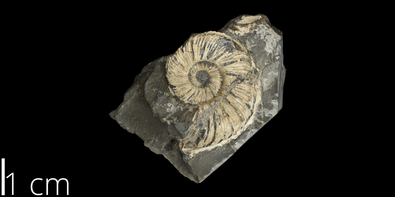 <i> Collignoniceras hyatti </i> from the Turonian Carlile Shale Fm. of Mitchell County, Kansas (KUMIP 58917).