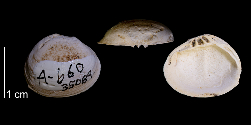 <i> Corbicula subelliptica </i> from the Maastrichtian Fox Hills Fm. (Iron Lightning Member) of Ziebach County, South Dakota (YPM 035089).