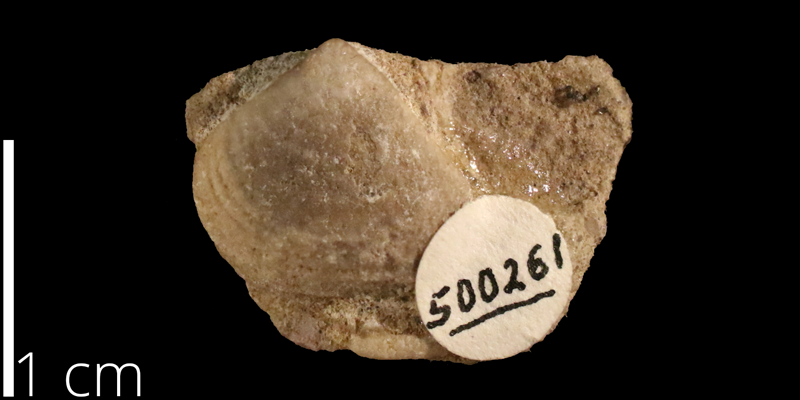 <i> Corbula crassicostata </i> from the Albian Kiowa Fm. of Kiowa County, Kansas (KUMIP 500261).