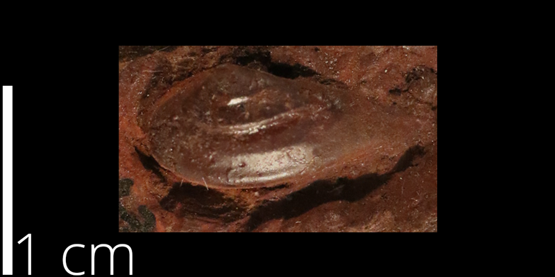 <i> Corbula fenti </i> from the Albian Kiowa Fm. of Saline County, Kansas (KUMIP 500299).