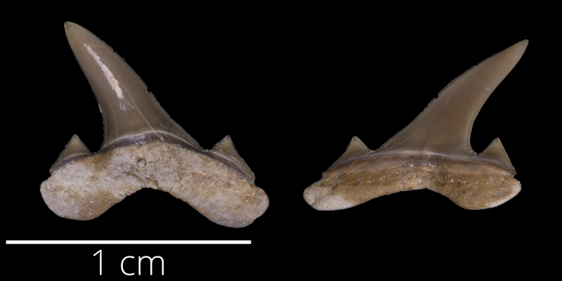 <i> Dallasiella willistoni </i> from the Late Cretaceous Carlile Fm. of Ellis County, Kansas (FHSMVP 16663).