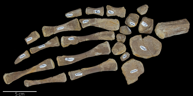 <i> Desmatochelys lowii </i> from the Late Cretaceous (FHSMVP 17470).