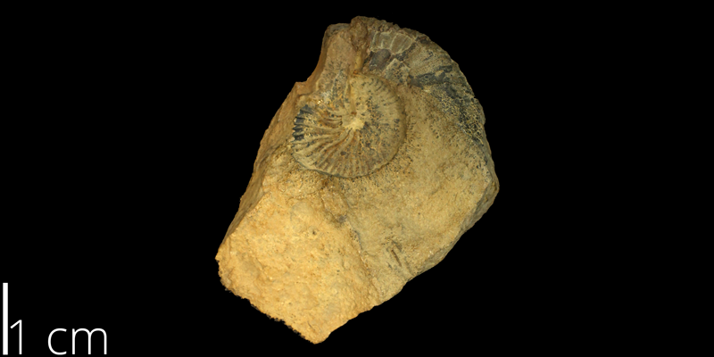 <i> Discoscaphites abyssinus </i> from the Campanian to Maastrichtian Pierre Shale Fm. of Yuma County, Colorado (KUMIP 59704).