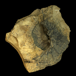 Discoscaphites abyssinus