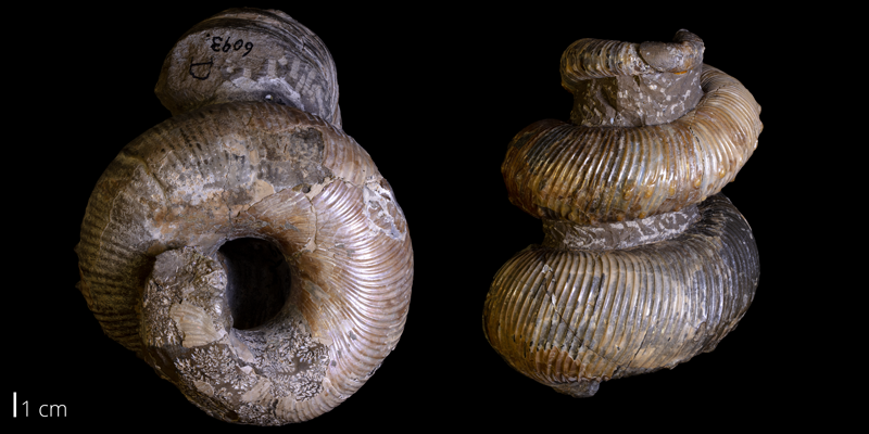 <i> Emperoceras beecheri </i> from the Late Cretaceous Pierre Shale of Custer County, South Dakota (YPM 006131A).