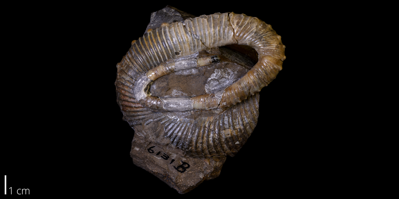 <i> Emperoceras beecheri </i> from the Late Cretaceous Pierre Shale of Custer County, South Dakota (YPM 006131B).